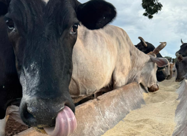 Boi preto se alimentando em cocho, ilustrando o compromisso da Casa do Criador com a qualidade na nutrição animal e padrões de produção agropecuária.